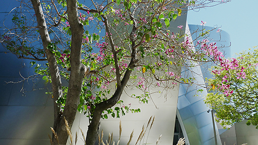 Los Angeles, Walt Disney Concert Hall, Frank Gehry